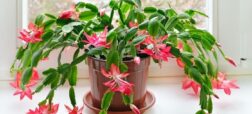 بهترین گیاهان برای هدیه دادن