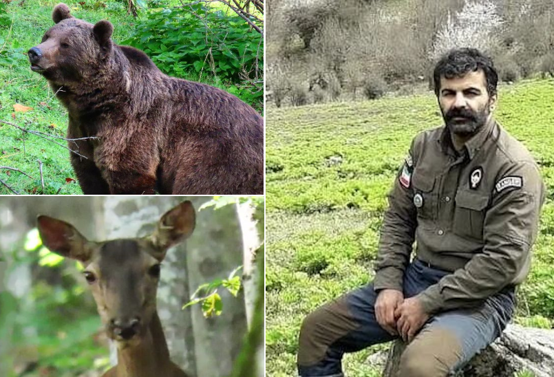 ماجرای جالب محیط بان مازندرانی که با حیوانات وحشی جنگل حرف می‌زند +‌ ویدئو