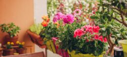 بهترین گیاهان برای بالکن