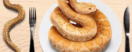 چرا کارشناسان مصرف گوشت مار را توصیه می کنند؟ پرورش راحت با طعمی شبیه گوشت مرغ!