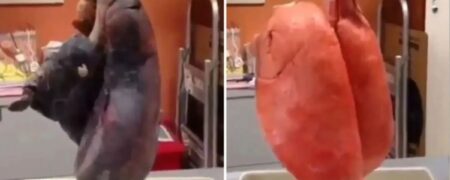این ویدیوی تامل برانگیز میزان تخریب ریه‌ها توسط سیگار را نشان می‌دهد