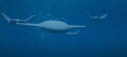 Manta Ray
