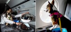 Bark Air؛ اولین ایرلاین لاکچری برای سگ‌ها در آمریکا با بلیط‌های ۵,۰۰۰ دلاری + ویدیو