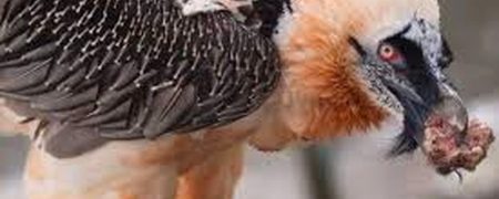 قورت دادن یک استخوان مانده از پای یک حیوان چهارپا توسط کرکس غول‌پیکر + ویدیو