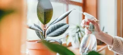 ۱۰ گیاه آپارتمانی مفید برای بهبود کیفیت هوا و کاهش استرس